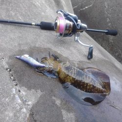 エギング秋シーズン開幕